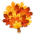 Mapple leaves