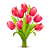 Red Tulips
